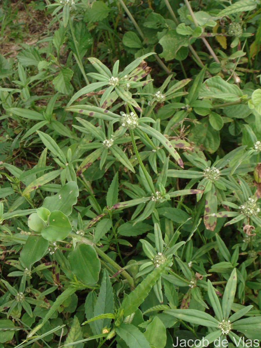 Spermacoce pusilla Wall.